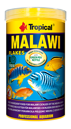 Tropical Malawi hiutale