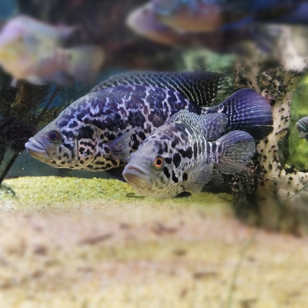 Pantterikirjoahven, Parachromis managuensis