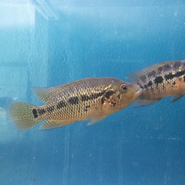Jaguaarikirjoahven, Parachromis motaquense