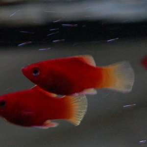 Platy, punainen koralli, Xiphophorus maculatus