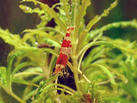 Tulisukarapu red crystal, Caridina logemanni