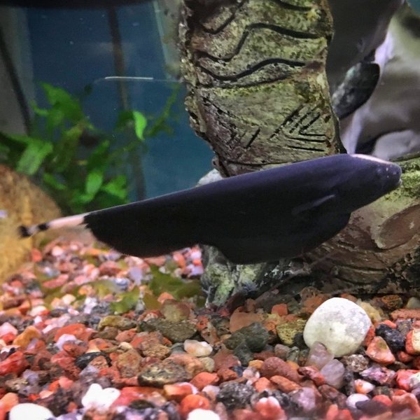 Mustaveitsikala, Apteronotus albifrons