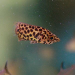 Pantterikiipijäkala, Ctenopoma acutirostre