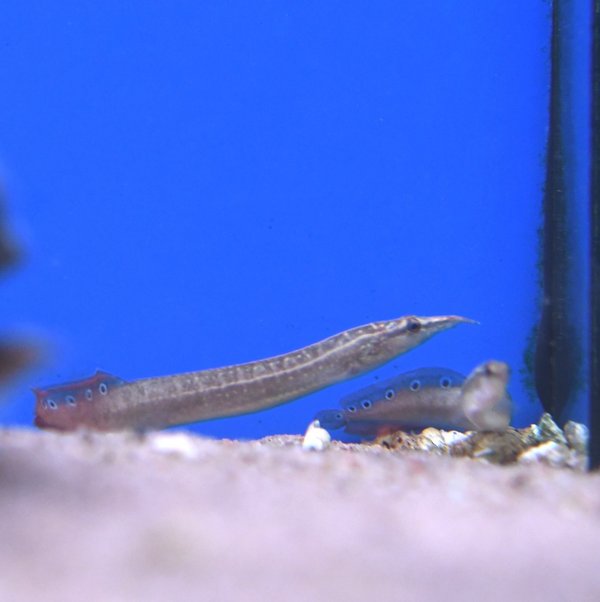 Timanttipuikkokala, Macrognathus aculeatus
