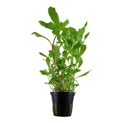 Vankkaneesea, Nesaea crassicaulis